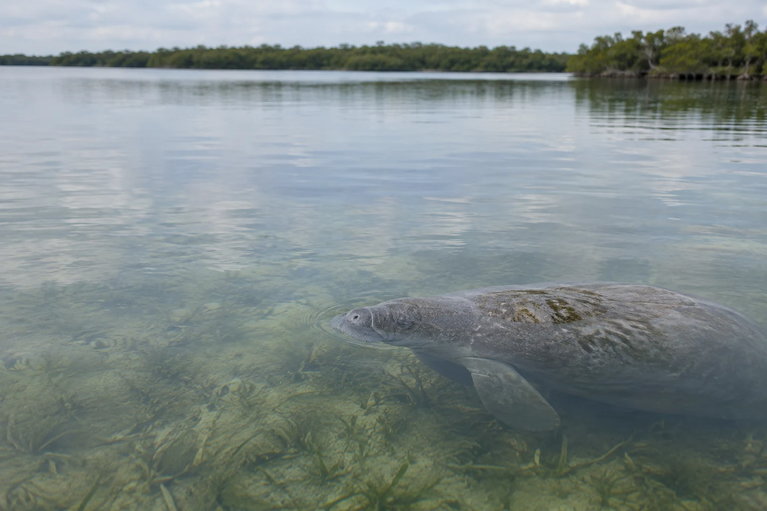 A grey manatee rests just below the surface of a shallow lagoon, with one flipper visible and seagrass beneath the clear water; a distant mangrove line crosses…