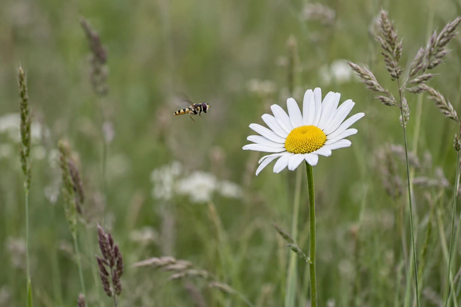 A white oxeye daisy with a yellow centre stands in a green meadow, with a small yellow-and-black hoverfly hovering to its left.