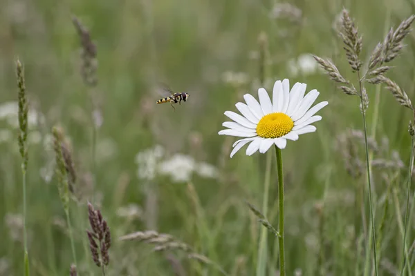 A white oxeye daisy with a yellow centre stands in a green meadow, with a small yellow-and-black hoverfly hovering to its left.