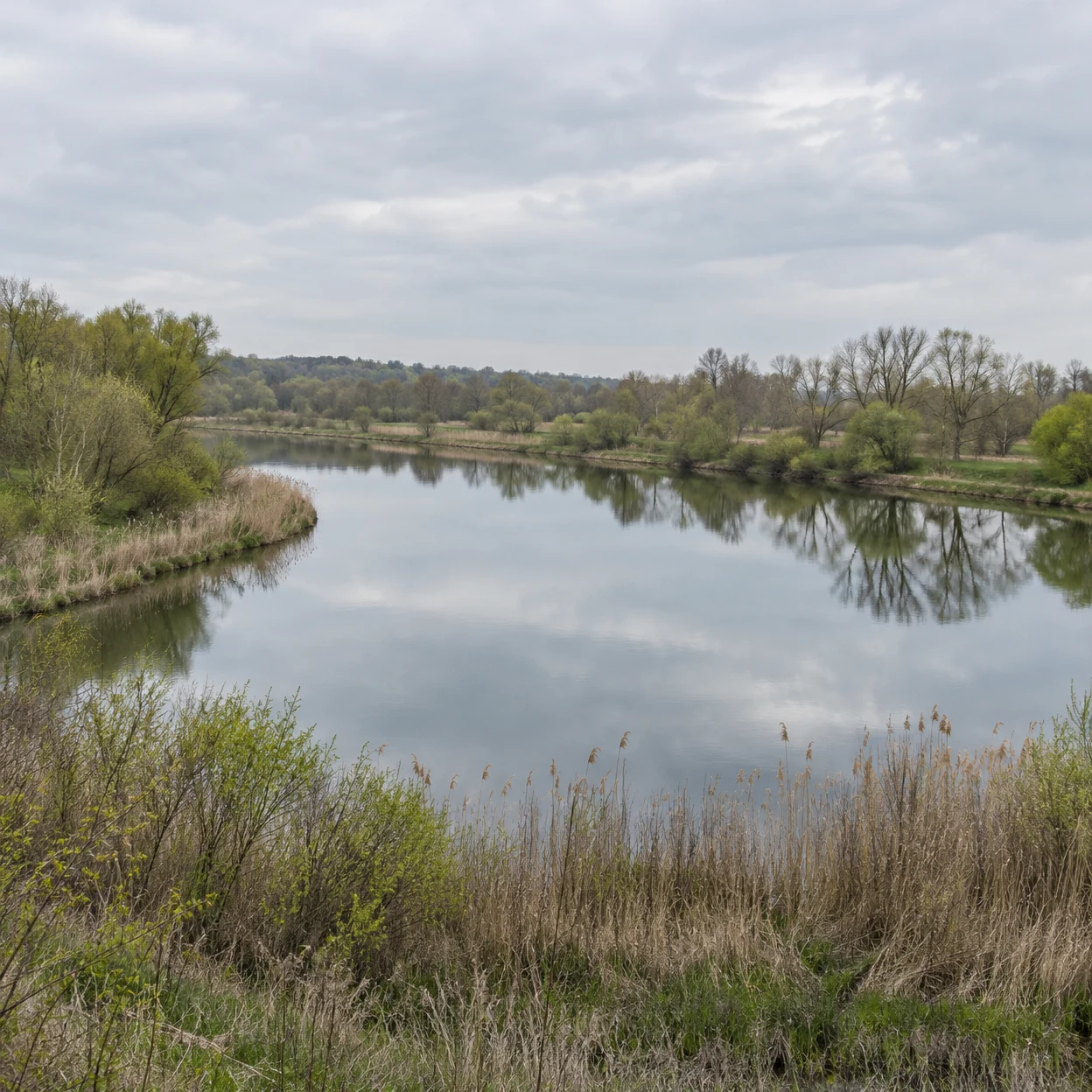 A still crescent-shaped lake reflects a cloudy pale-grey sky, with reed beds and grasses in the foreground and early-spring trees lining the far bank.