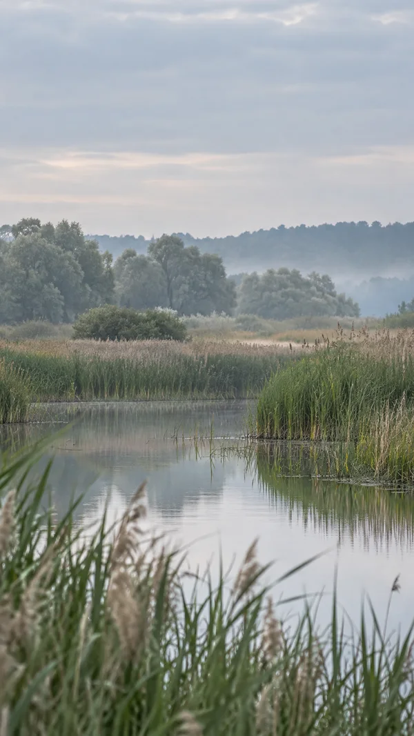 A still channel winds through a freshwater wetland bordered by dense green and straw-colored reeds, with pale trees and a hazy treeline beneath a broad cloudy…