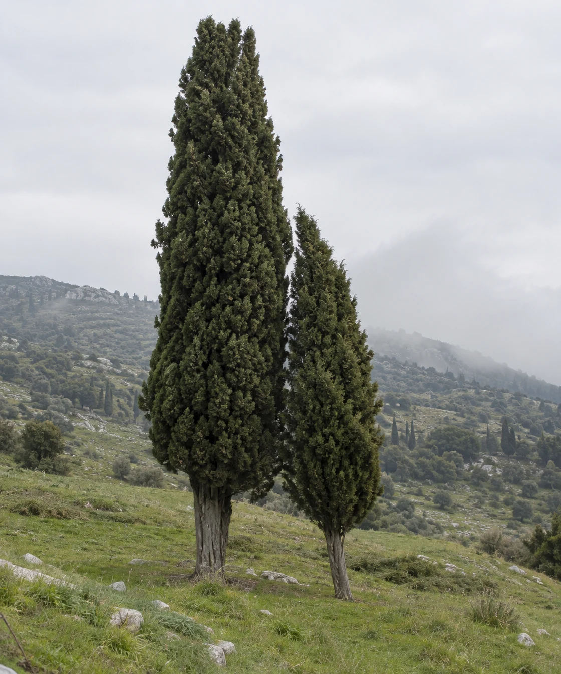 Two dark cypress trees stand on a grassy, stone-speckled hillside, with a mist-softened ridge and pale overcast sky behind them.