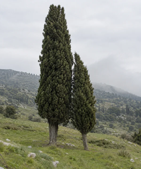 Two dark cypress trees stand on a grassy, stone-speckled hillside, with a mist-softened ridge and pale overcast sky behind them.