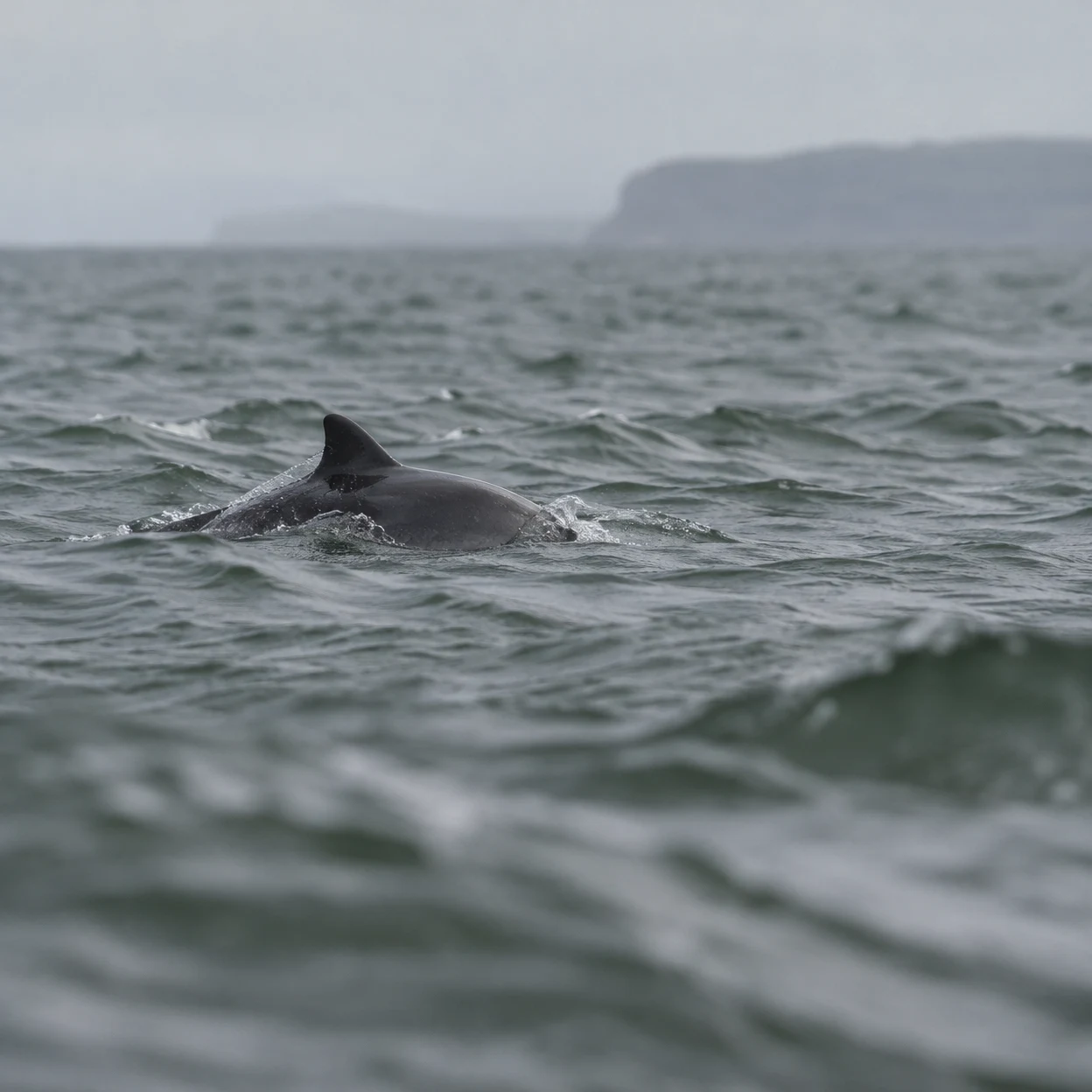 A dark harbour porpoise surfaces among choppy grey-green waves, with its back and triangular dorsal fin visible beneath a misty headland.