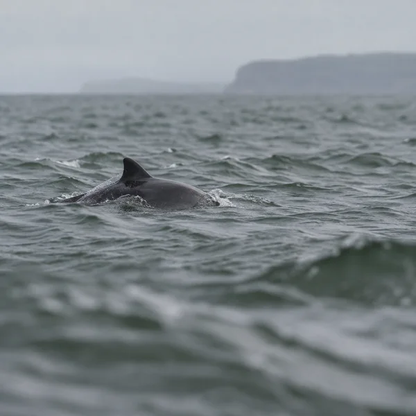 A dark harbour porpoise surfaces among choppy grey-green waves, with its back and triangular dorsal fin visible beneath a misty headland.