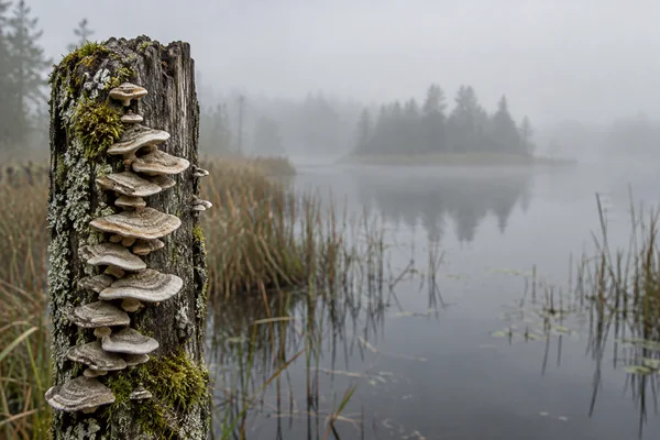 Pale bracket fungi grow in tiers along a moss- and lichen-covered weathered wooden post beside still water, reeds and mist-softened trees.