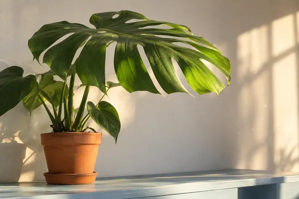 A large split monstera leaf spreads above a terracotta pot and saucer on a pale blue wooden shelf, lit by warm sunlight against an off-white wall with open…