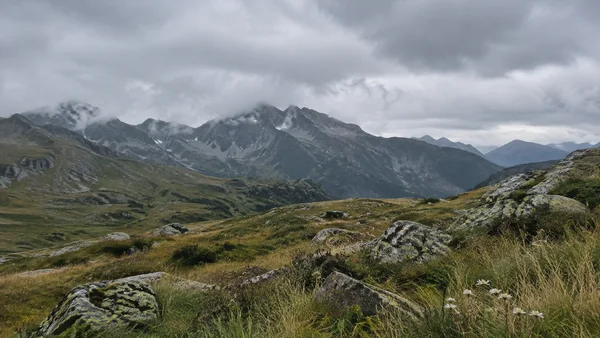 A rocky alpine meadow with muted grasses and small white wildflowers overlooks a jagged mountain ridge partly veiled by low cloud beneath a broad grey sky.