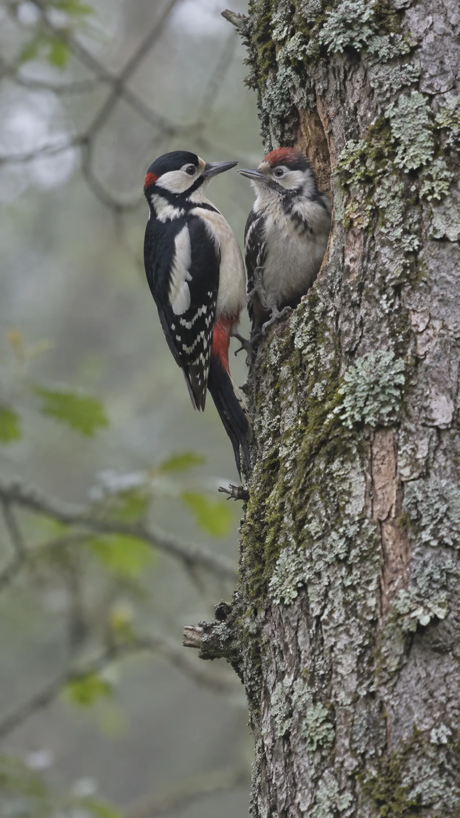 An adult great spotted woodpecker and a fluffy young bird with a reddish crown cling close together on a lichen-covered tree trunk, facing one another against…