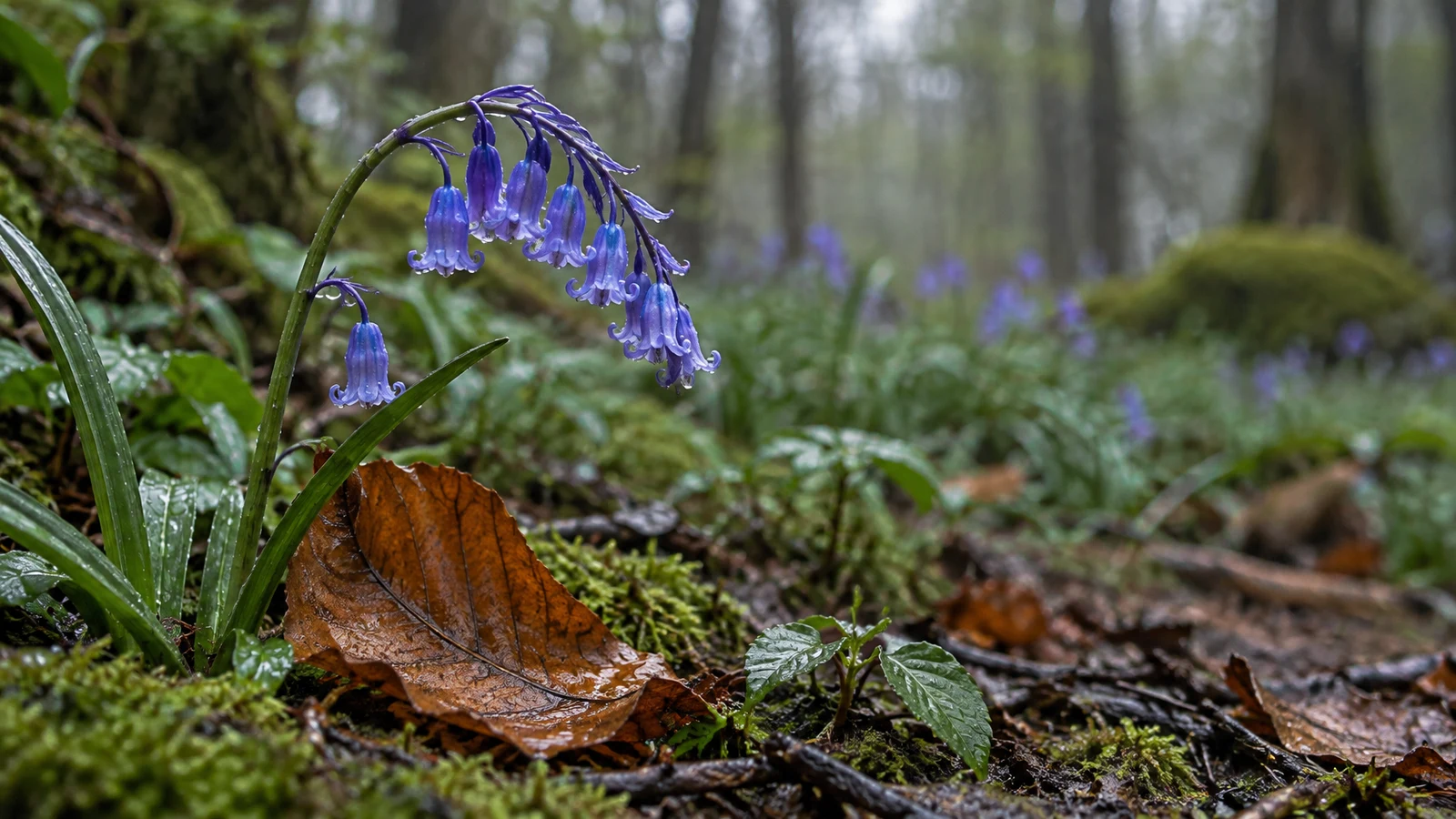 A violet-blue bluebell stem arches over a wet copper-brown fallen leaf on a mossy woodland floor, with softly blurred greenery behind it.