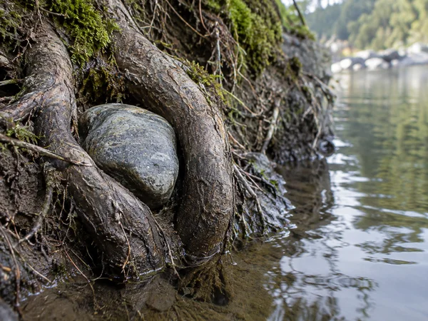 A smooth slate-grey stone is lodged between thick exposed roots in a damp, moss-edged riverbank, with still reflective water on the right and a softly blurred…