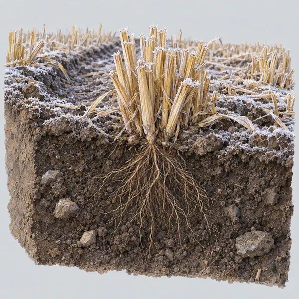 A frost-covered wheat stubble field is shown above a cutaway block of dark, stony soil, with fine brown roots spreading beneath a central clump of cut stems.