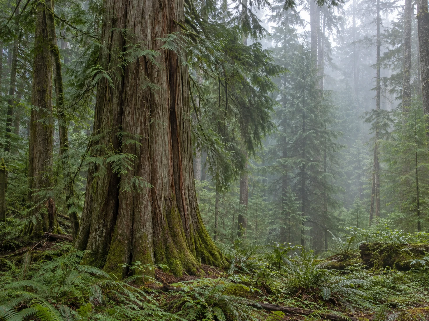 A massive buttressed conifer trunk with reddish-brown fibrous bark rises from moss and ferns in a misty forest.