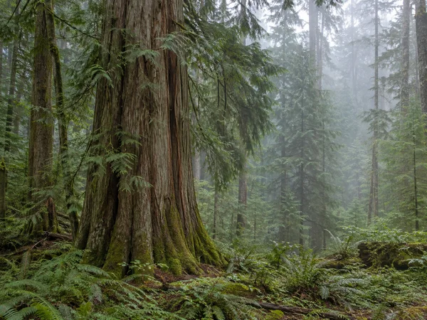 A massive buttressed conifer trunk with reddish-brown fibrous bark rises from moss and ferns in a misty forest.