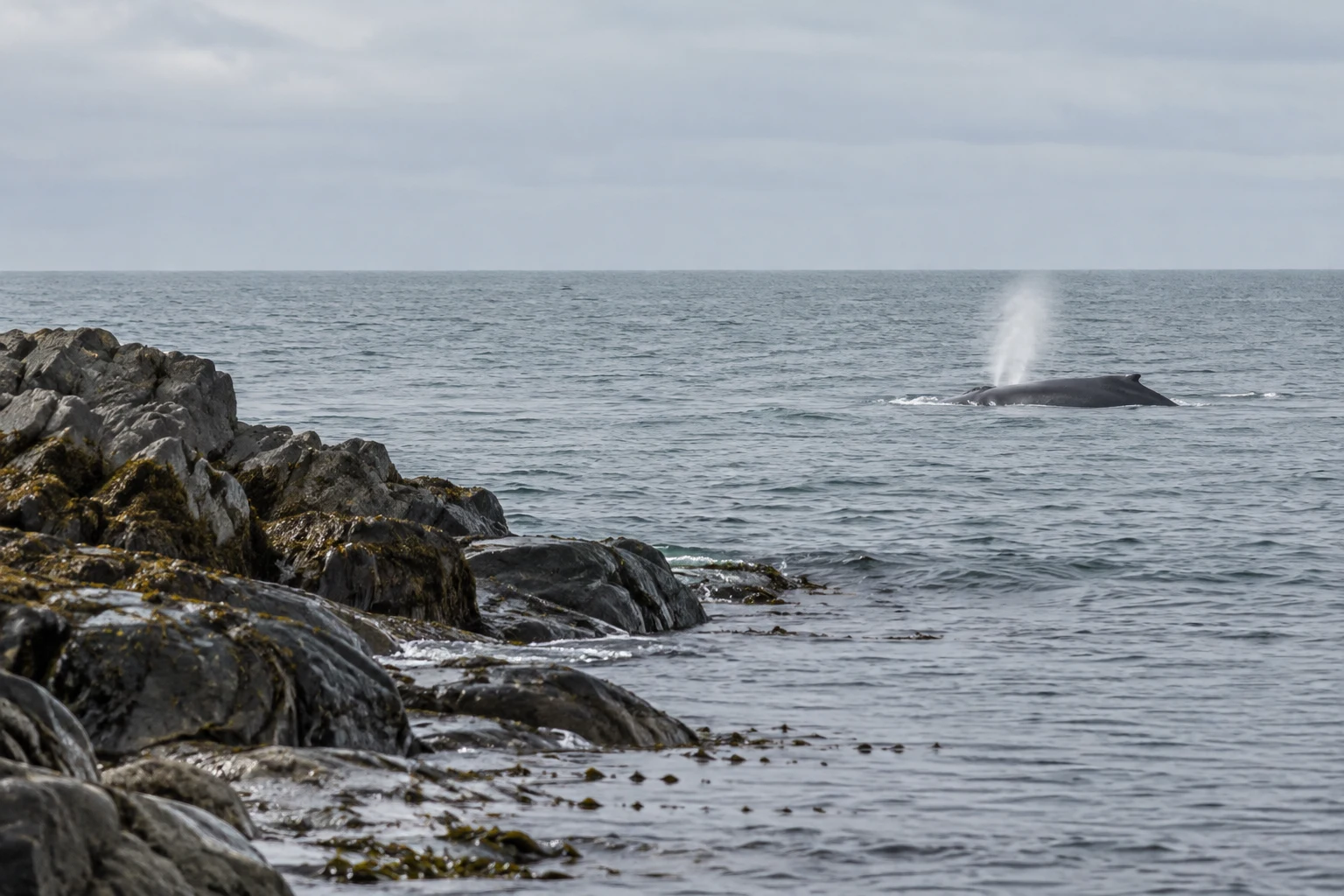 A dark whale surfaces in grey-green water, releasing a pale plume of breath, beyond a wet rocky shoreline with kelp under a pale overcast sky.