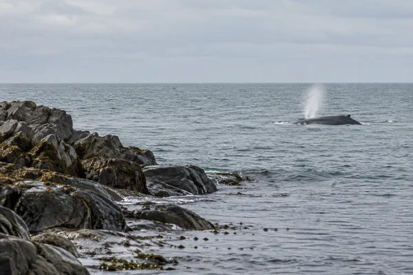 A dark whale surfaces in grey-green water, releasing a pale plume of breath, beyond a wet rocky shoreline with kelp under a pale overcast sky.