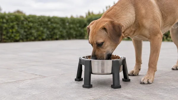 A short-haired tan dog eats kibble from a stainless-steel bowl held in a low charcoal stand on pale terrace paving, with a softly blurred green hedge behind it.