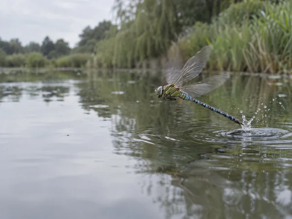 A green-and-blue dragonfly skims above a woodland pond, its tail touching the water and raising a small splash amid spreading ripples; blurred reeds line the…