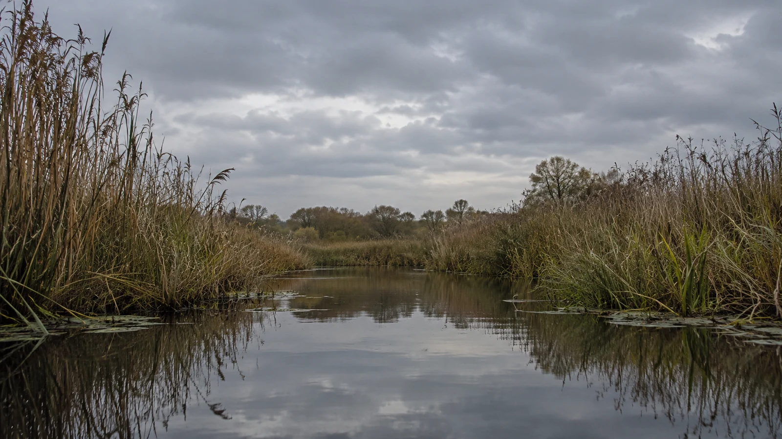 A quiet wetland channel runs between tall brown and olive reeds toward a low line of trees beneath a textured slate-grey overcast sky, with the clouds and…