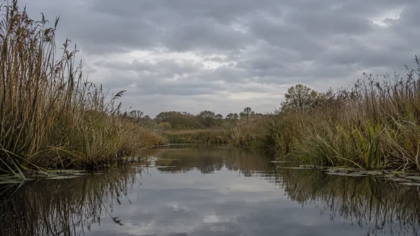 A quiet wetland channel runs between tall brown and olive reeds toward a low line of trees beneath a textured slate-grey overcast sky, with the clouds and…
