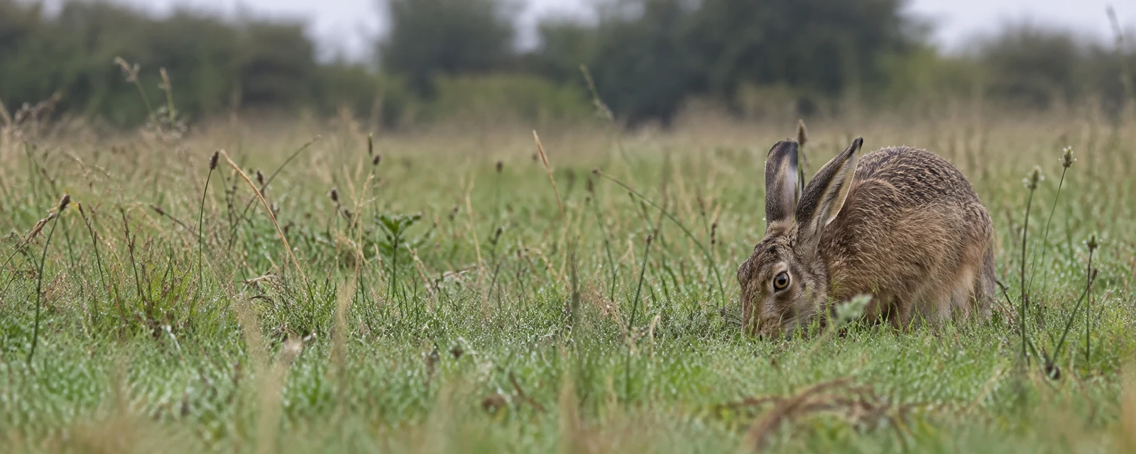 A brown hare crouches with its head down among damp grasses on the right side of a wide meadow, with open grassland and a softly blurred hedgerow behind it.