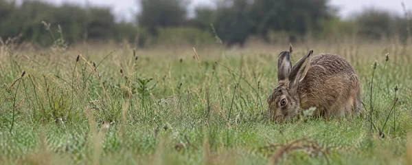 A brown hare crouches with its head down among damp grasses on the right side of a wide meadow, with open grassland and a softly blurred hedgerow behind it.