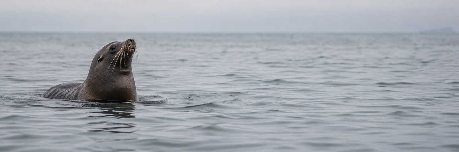 A dark brown sea lion floats on a grey sea at the left of a wide frame, head raised and whiskers visible, with open water stretching toward a hazy horizon.