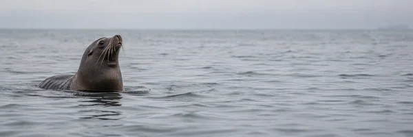 A dark brown sea lion floats on a grey sea at the left of a wide frame, head raised and whiskers visible, with open water stretching toward a hazy horizon.