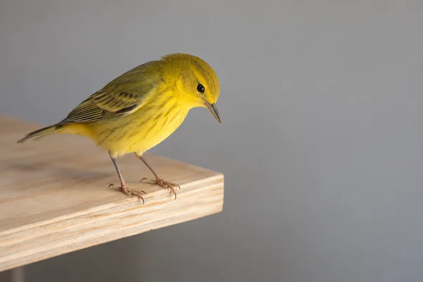 A bright yellow songbird stands on the edge of a pale plywood tabletop, leaning forward with its head angled down against a plain grey background.