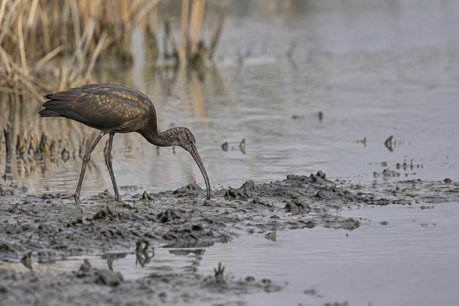 A dark ibis with bronze-gold feather markings probes the wet mud at the edge of a shallow wetland, with blurred reeds behind it and open water to the right.