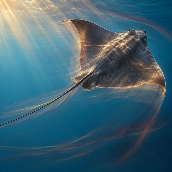 A broad, mottled ray glides diagonally through blue water, with its long tail trailing toward the lower left as golden sunlight and warm motion streaks cross…