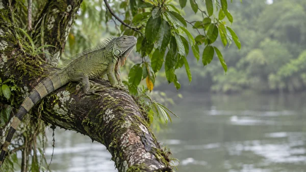 A green iguana with a banded tail rests on a moss- and lichen-covered branch above a calm river, with soft-focus foliage and open water behind it.