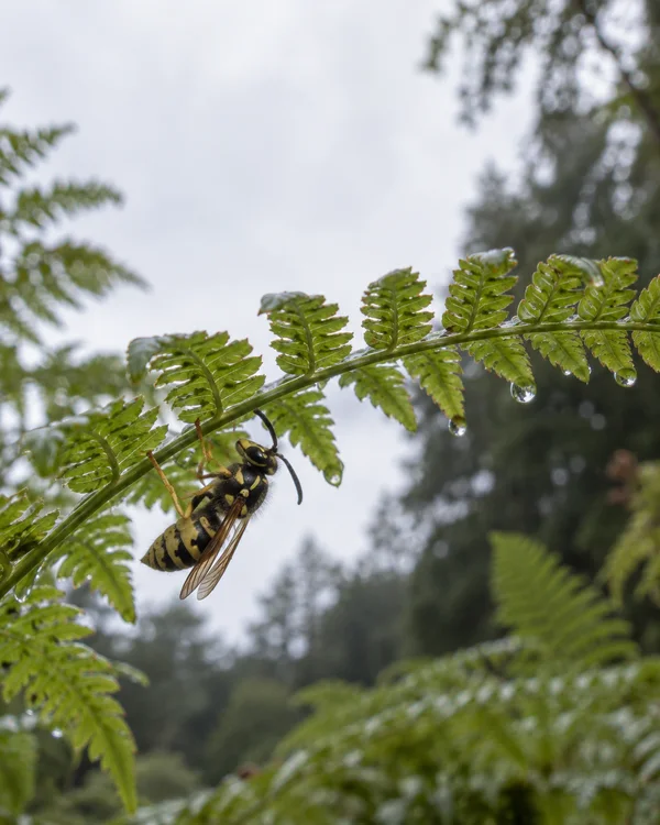 A black-and-yellow wasp clings beneath a rain-beaded fern frond against a pale sky and softly blurred woodland.