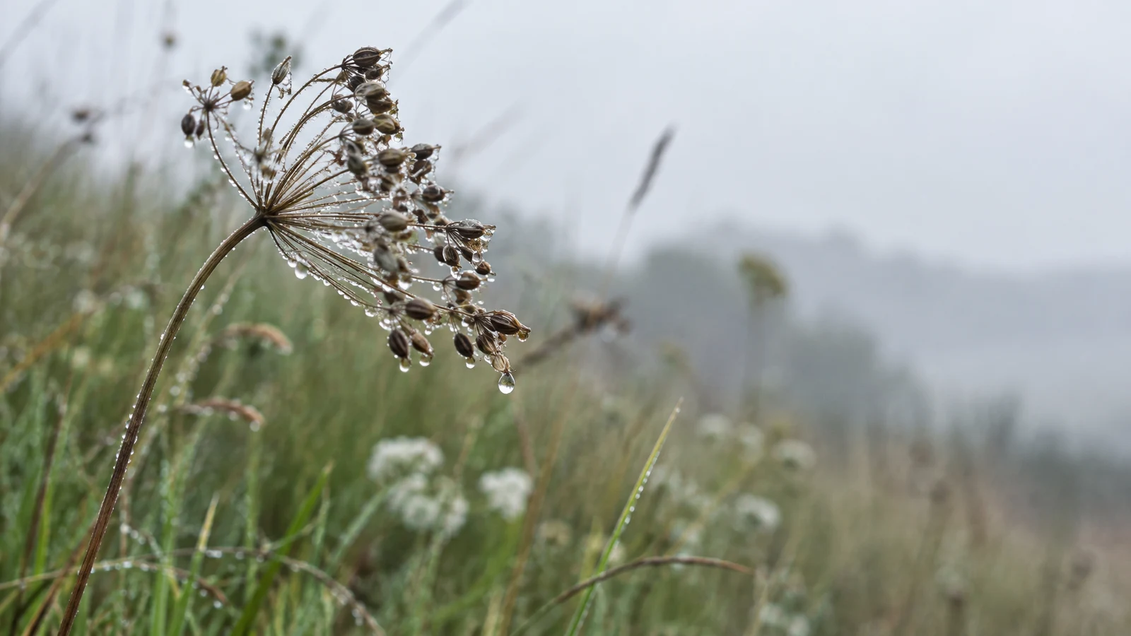 A dew-covered brown cow parsley seed head bends on a slender curved stem above damp meadow grasses, with blurred wildflowers and a pale, soft grey-green…