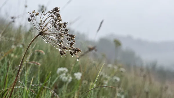 A dew-covered brown cow parsley seed head bends on a slender curved stem above damp meadow grasses, with blurred wildflowers and a pale, soft grey-green…