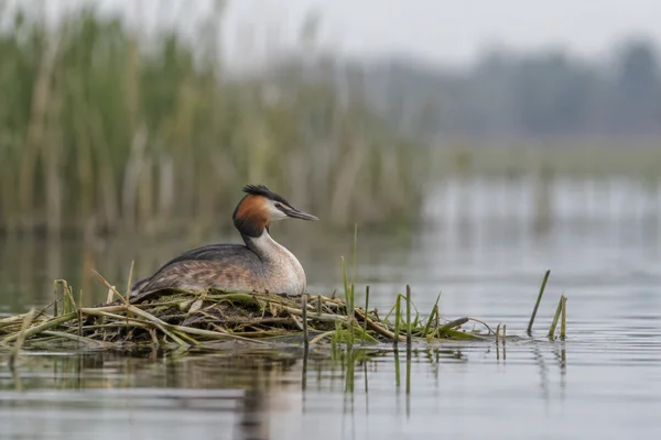 A great crested grebe sits on a floating nest of reeds and pond vegetation on a still lake, with softly blurred reeds behind it and open water to the right.