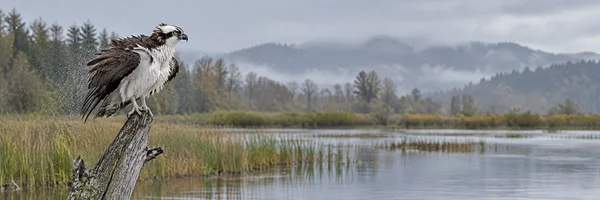 A fluffed osprey perches on a weathered dead snag at the left of a misty wetland, with water droplets spraying from its feathers.