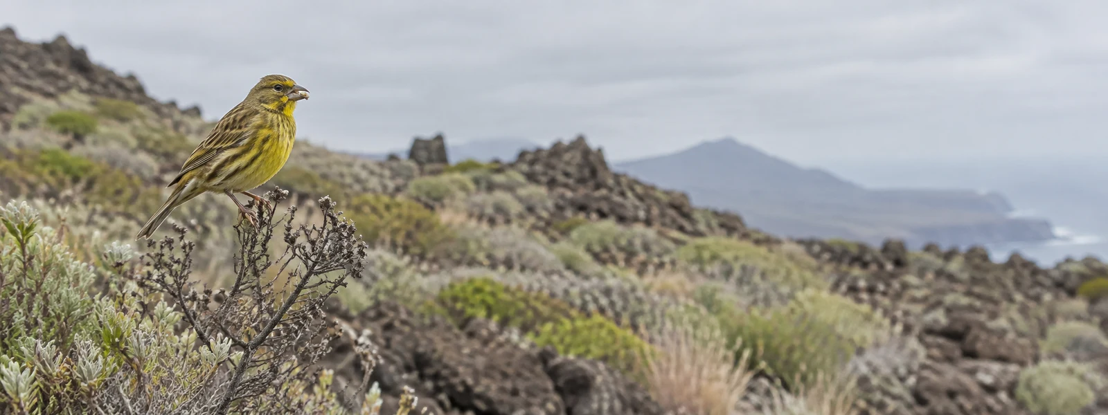 An olive-yellow, brown-streaked bird with a small seed in its bill perches on a dry shrub in the left foreground.