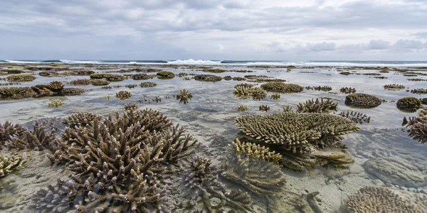 A shallow coral reef flat beneath a cloudy sky, with branching corals and pale sand visible through calm water and a line of surf in the distance.