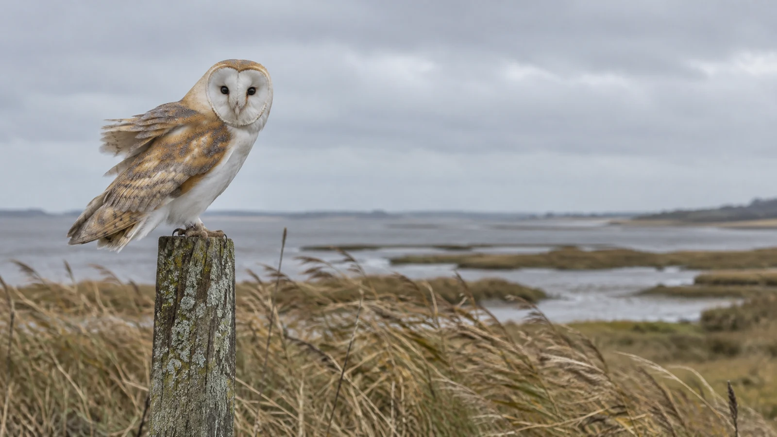 A barn owl with ruffled buff-and-white feathers perches on a lichen-covered wooden post in a windy coastal marsh, with reeds, tidal flats and a broad grey sky…