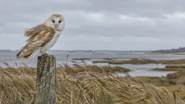 A barn owl with ruffled buff-and-white feathers perches on a lichen-covered wooden post in a windy coastal marsh, with reeds, tidal flats and a broad grey sky…