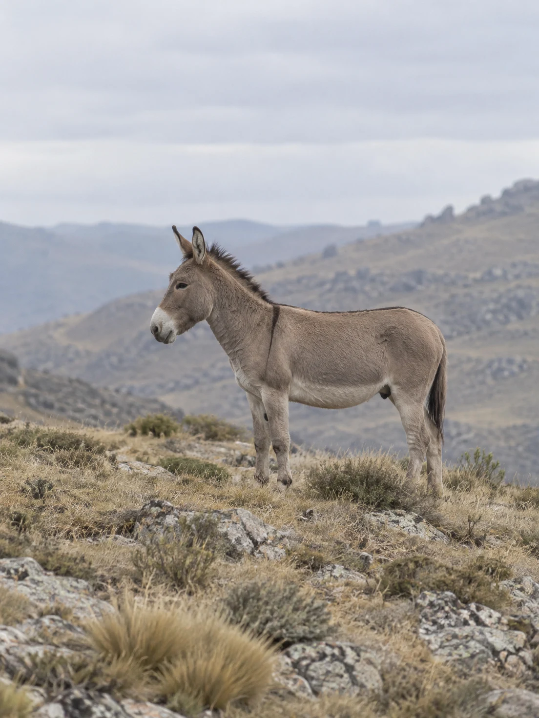 A dun-grey donkey stands broadside among dry grass and scattered rocks on a high, stony slope, with hazy hills and a pale overcast sky behind it.