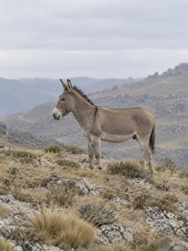 A dun-grey donkey stands broadside among dry grass and scattered rocks on a high, stony slope, with hazy hills and a pale overcast sky behind it.