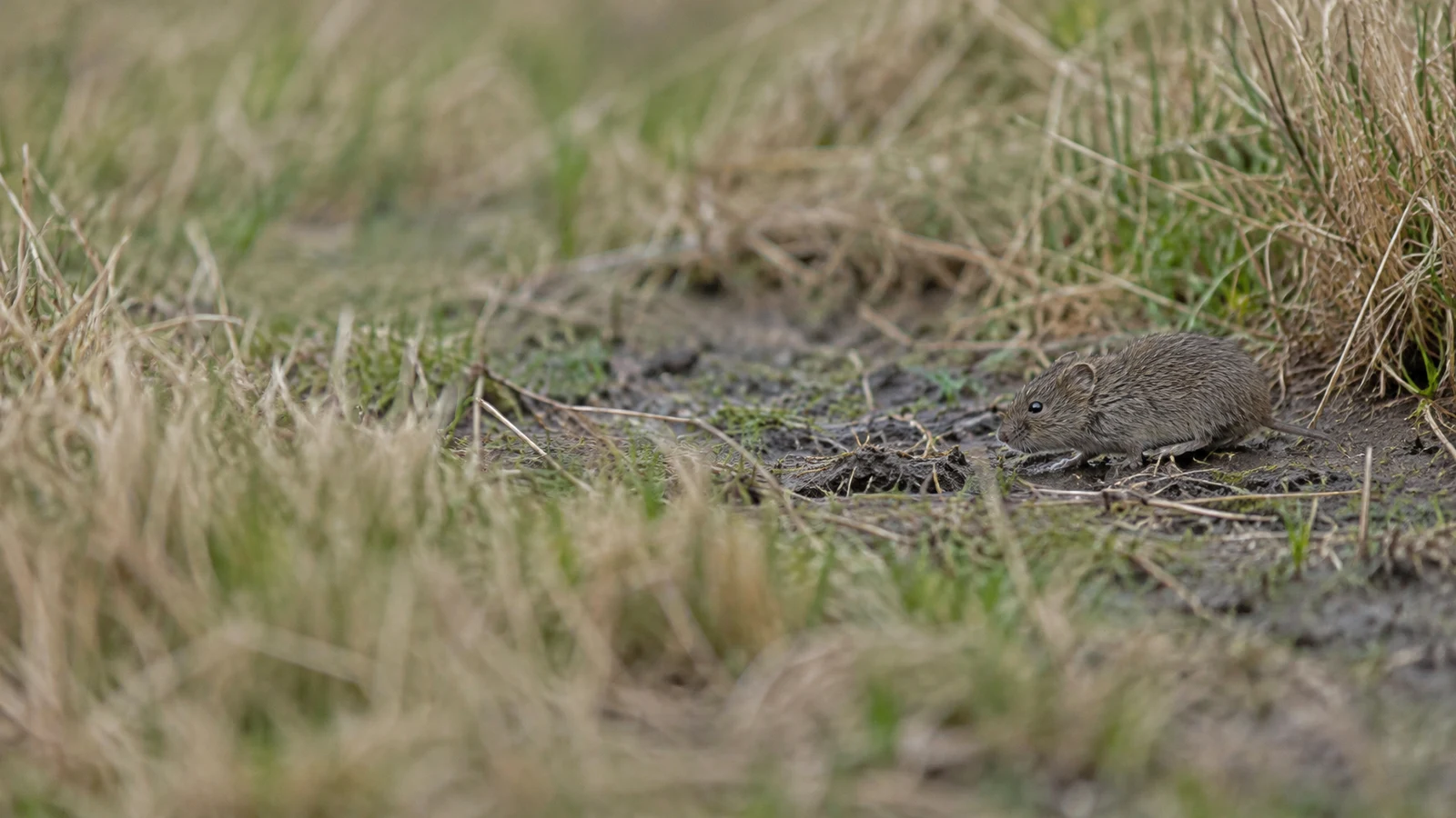 A grey-brown field vole moves across a narrow muddy strip bordered by dry grass and small patches of green vegetation, facing left with soft, blurred grass in…
