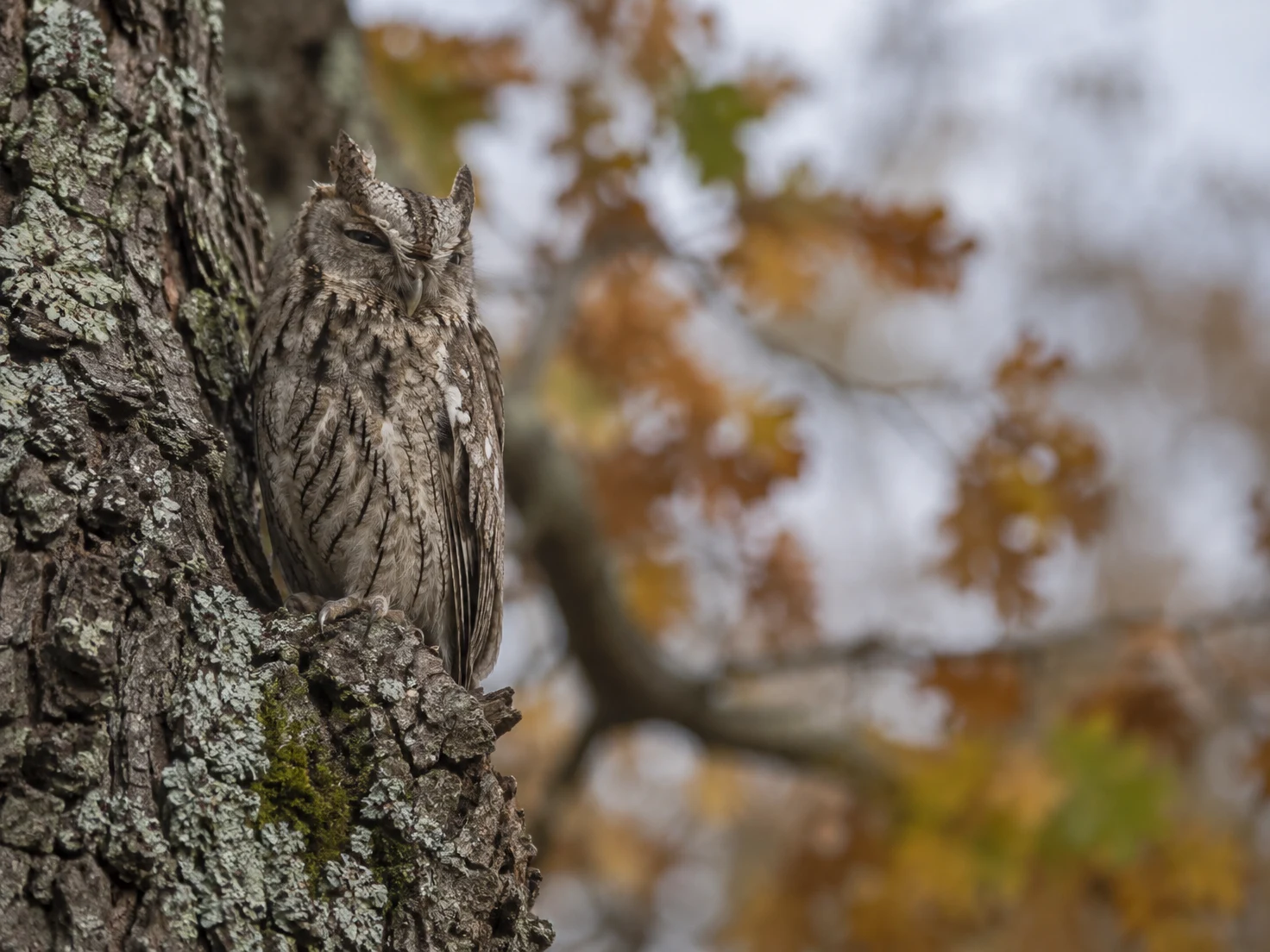 A mottled grey-brown owl with raised ear tufts roosts against a lichen-covered tree trunk, with softly blurred autumn woodland and pale sky behind it.
