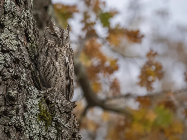A mottled grey-brown owl with raised ear tufts roosts against a lichen-covered tree trunk, with softly blurred autumn woodland and pale sky behind it.