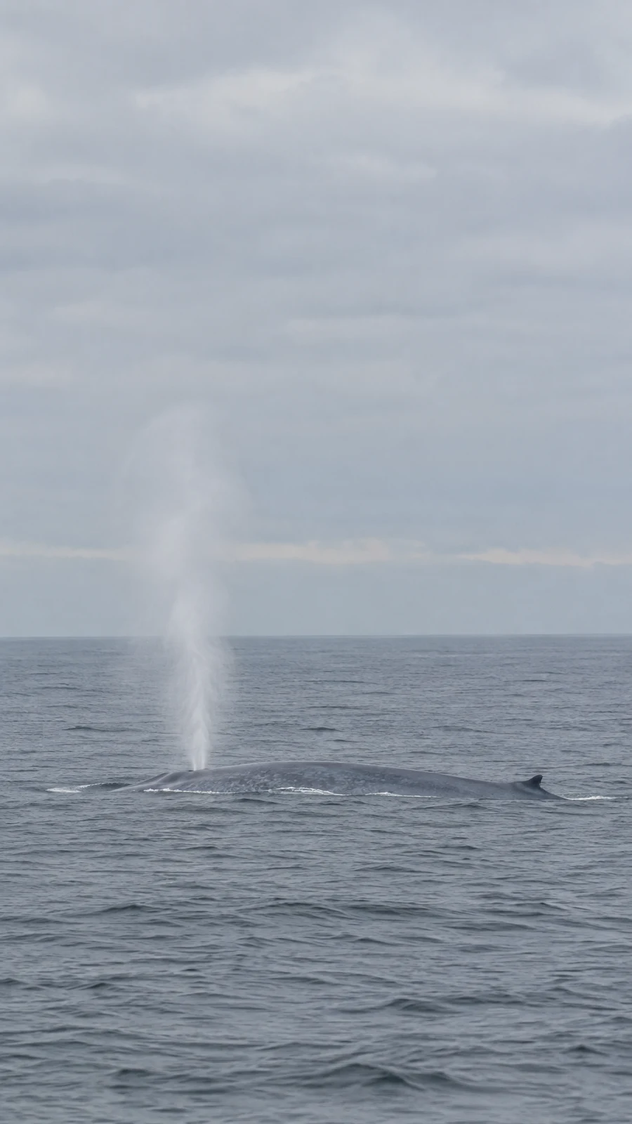 A blue-grey whale’s long mottled back and small dorsal fin break the grey ocean as a pale plume rises into a large overcast sky.