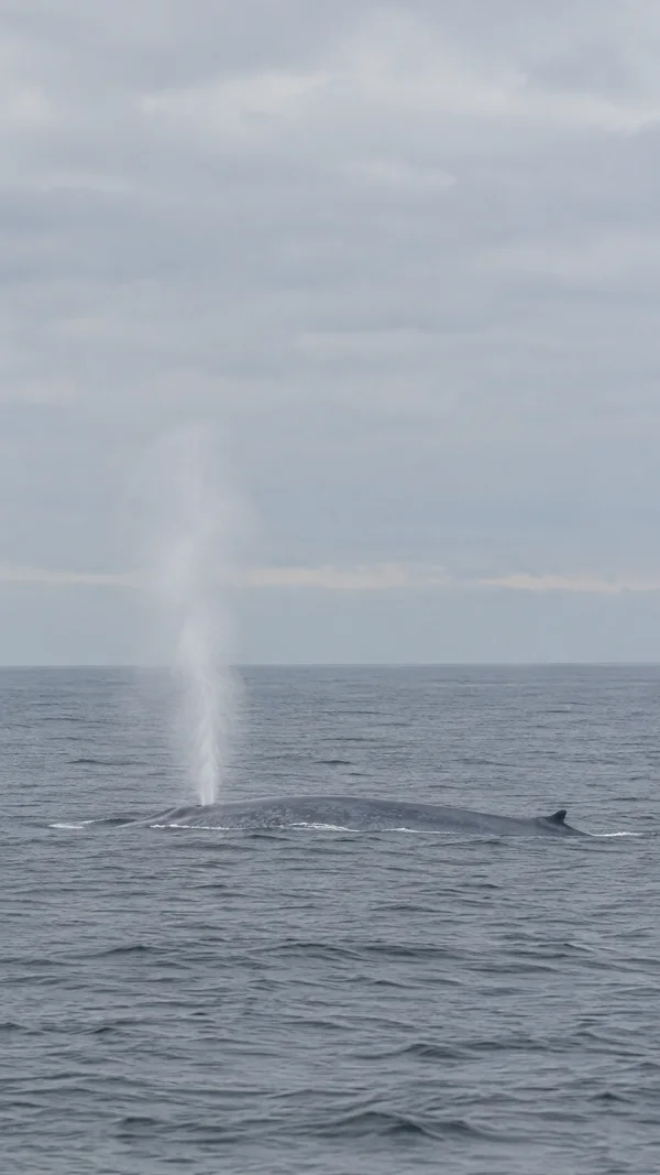 A blue-grey whale’s long mottled back and small dorsal fin break the grey ocean as a pale plume rises into a large overcast sky.