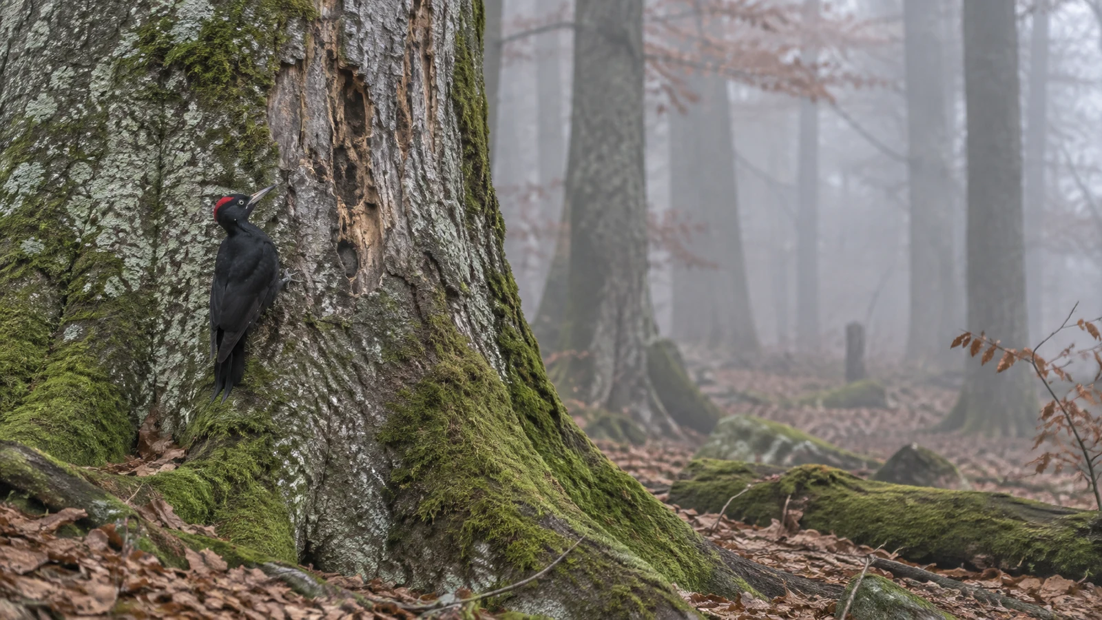 A black woodpecker with a red crown clings to a deeply scarred, moss- and lichen-covered tree trunk in a misty woodland with fallen leaves and distant trunks.