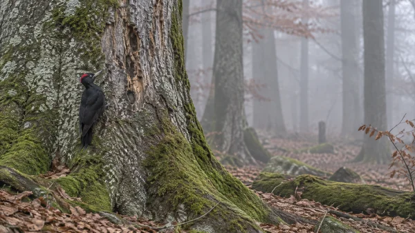 A black woodpecker with a red crown clings to a deeply scarred, moss- and lichen-covered tree trunk in a misty woodland with fallen leaves and distant trunks.